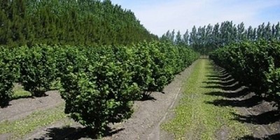 El país produce frutos secos aptos para mercados de alta calidad