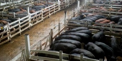 Miércoles en Liniers: quebrantos para la vaca flaca y selectivo para el resto