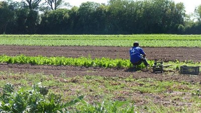 Congreso Aapresid: las buenas prácticas serán obligatorias para frutas y hortalizas