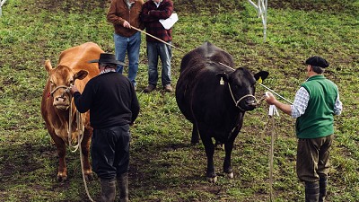 Estiman buenas perspectivas para el negocio ganadero