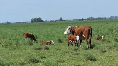 Más ecológico: aprovechan los efluentes de feedlot para nutrir el suelo
