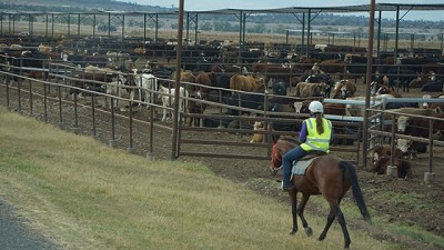 Australia: tierra de gente amable y vacas eficientes, por Belisario Castillo