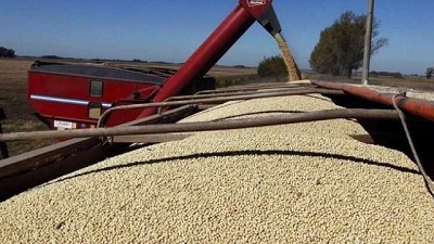 Alertan que el freno a las retenciones del aceite y harina de soja haría caer el área del cultivo