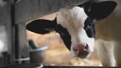 Julio: 7,12$ promedio por litro de leche según SIGLeA