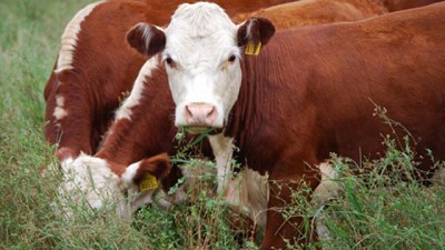 Comienza a ceder la oferta de vacas y novillos, por Ignacio Iriarte