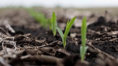 Proyectan un área de maíz récord: 5,8 millones de hectáreas