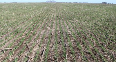 Finalizo la siembra de trigo 2018/19