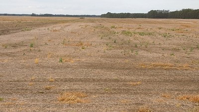 ¡Alerta roja! Denuncian que el nabo tiene resistencia múltiple a glifosato, inhibidores de ALS y 2,4-D