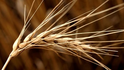 Avance clave: lograron secuenciar el genoma del trigo