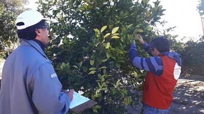 Chaco: continúan los monitoreos para prevenir el HLB