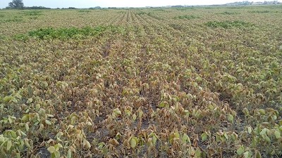 En Entre Ríos se cerró una de las tres peores cosechas de los últimos 18 años