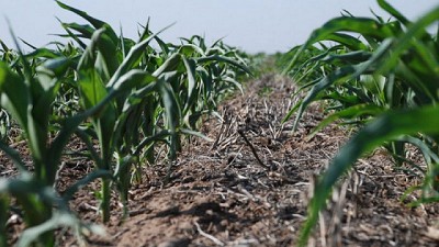 El impacto del cambio climático sobre la producción global del maíz