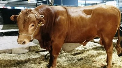 Desarrollan nueva línea de ganado Criollo