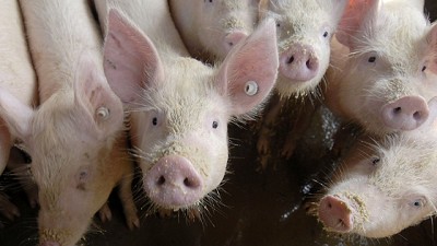 China sacrificó 14.500 cerdos para contener un brote de peste porcina africana