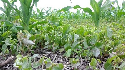 Manejo integral, clave para controlar a las malezas difíciles del maíz