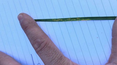 Trigo: hay una fuerte incidencia de mancha amarilla en el sudeste cordobés