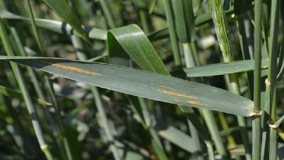 Alerta por la presencia de roya estriada en trigo