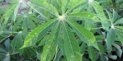 Mandioca: estudian enfermedad que provoca pérdidas en rindes