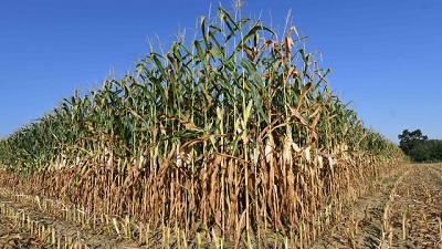 Congreso de maíz. Un cultivo clave en el balance de carbono
