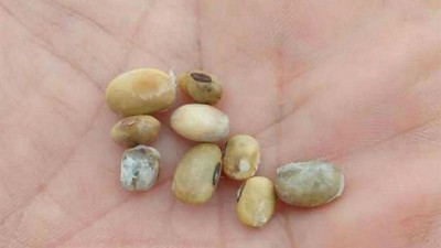 Soja: se anticipó la demanda de semillas y alertan por faltantes por los problemas de calidad