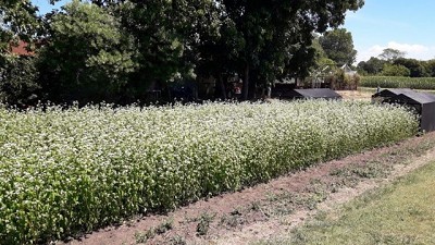 Apto para celíacos: el trigo sarraceno genera interés por su harina sin gluten