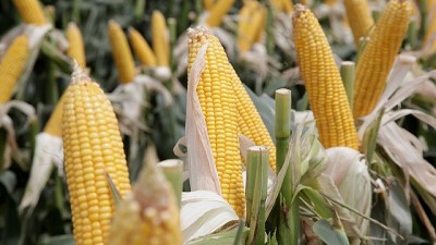 Clima, nitrógeno e híbrido explican gran parte del rinde del maíz