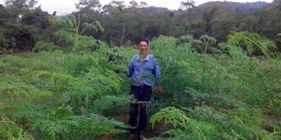Impulsan el cultivo de moringa en el norte del país