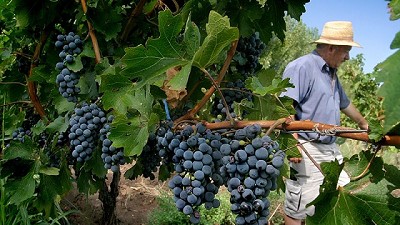 Reintegros: la Provincia calcula que los exportadores perderán 31,5 millones de dólares