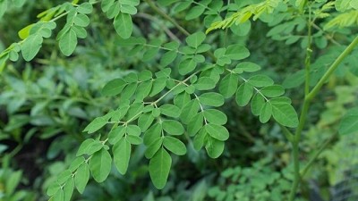 Alternativas productivas. Así es la moringa, una buena opción para productores de Salta y Formosa