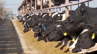 Una pyme argentina produce lácteos funcionales de origen natural que ayudan a prevenir enfermedades