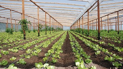 Buscan fortalecer las Buenas Prácticas Agrícolas en los productores frutihortícolas