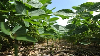 Soja: estudian su genética para mejorar rindes y calidad