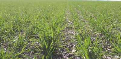 El Trigo en el NOA, NEA y Córdoba, presenta un nivel hídrico deficitario