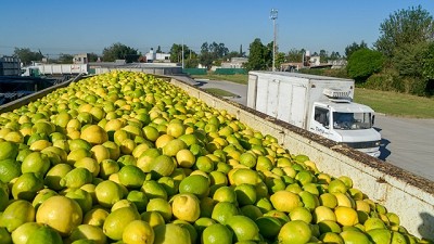 Argentina superó los controles de calidad y vuelve a exportar limones a Japón