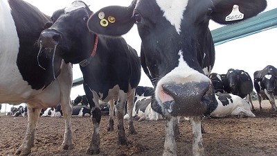 ¿Qué se puede hacer para mejorar el precio de la leche?