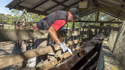 Más de 40 millones de bovinos fueron vacunados contra la fiebre aftosa en la primera campaña de 2018