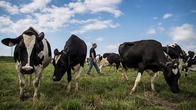 Vacas eco-friendly: las alimentan con algas marinas para reducir las emisiones de metano