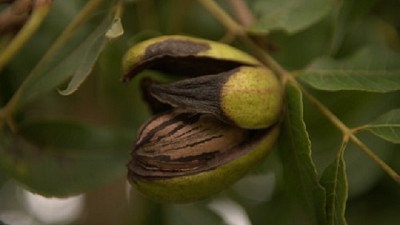 Nuez pecán: cómo aumentar la calidad para ganar mercado