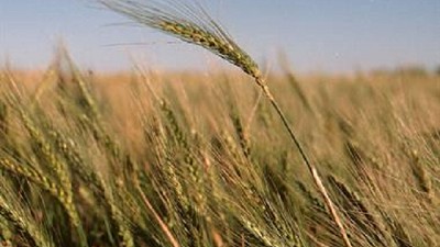 La rotación de cultivos quedó dañada por la suba de retenciones