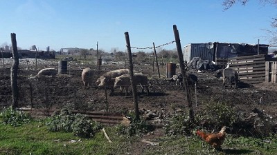 Clausura de criaderos de cerdos por malas condiciones higiénicas y sanitarias