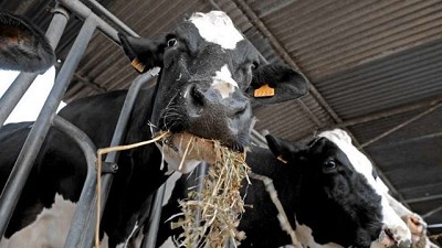 Aumentan 7% el precio a los productores por la leche cruda en septiembre