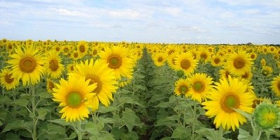 Con buenas perspectivas, el girasol avanza en el NEA
