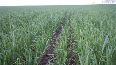 Sequía: advierten que si no llueve en una semana habrá pérdidas importantes en trigo