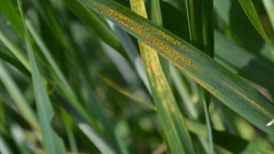 Las royas vuelven a encender la alarma en los lotes de trigo