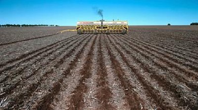 Golpe para la siembra de maíz