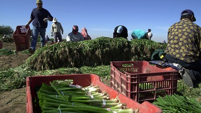 El NAFTA transformó en forma irreversible el agro mexicano