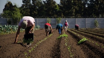 El Área Metropolitana aporta hasta el 90 % de las verduras de hoja