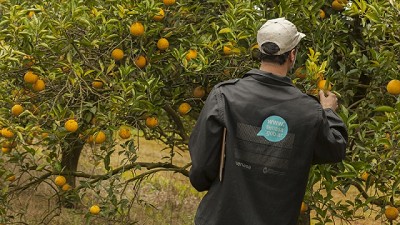 Se aprobó el plan de trabajo para el control y erradicación del HLB