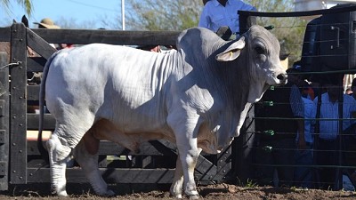Precio récord por un toro Brahman en Corrientes