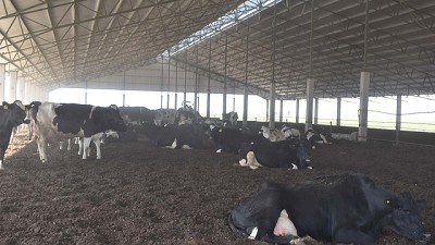 Crece la estabulación de vacas bajo galpón en Argentina